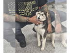 Mix DOG FOR ADOPTION RGADN-1327513 - A123661 - Husky (medium coat) Dog For