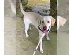 Labrador Retriever DOG FOR ADOPTION RGADN-1327538 - HAPPY - Labrador Retriever