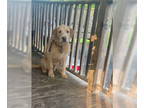 Labradoodle DOG FOR ADOPTION RGADN-1327790 - Max - Labrador Retriever / Poodle
