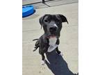 Adopt Ralph a Pit Bull Terrier, Mixed Breed