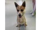 Adopt Pipsqueak a Cattle Dog, Mixed Breed