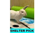 Adopt Cheesecake a Californian, Bunny Rabbit