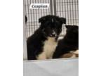 Adopt Caspian a Siberian Husky, Australian Shepherd