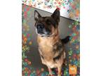 Adopt Roman a German Shepherd Dog