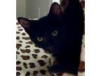 Adopt Ritter (3s Company) a Domestic Short Hair