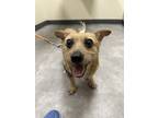 Adopt Biscuit a Wire Fox Terrier, Jack Russell Terrier