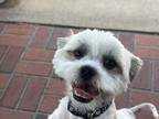 Adopt Hudson a Shih Tzu, Lhasa Apso