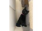 Quincy, Domestic Shorthair For Adoption In Newberg, Oregon