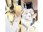 Betsy & Tracy, Domestic Shorthair For Adoption In Brooklyn, New York