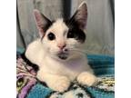 Adopt Porsche a Domestic Short Hair