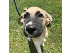 Adopt Aria a Mixed Breed