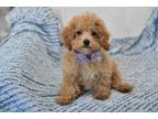 Maltipoo Puppy for sale in South Bend, IN, USA