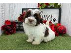 Havanese Puppy for sale in South Bend, IN, USA