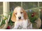 Basset Hound Puppy for sale in Springfield, MO, USA