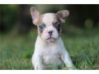 French Bulldog Puppy for sale in Cambridge, OH, USA