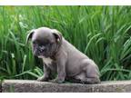 French Bulldog Puppy for sale in Cambridge, OH, USA