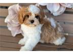 Cavapoo Puppy for sale in Saint Louis, MO, USA