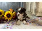 Miniature Australian Shepherd Puppy for sale in Springfield, MO, USA