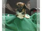 Dorgi PUPPY FOR SALE ADN-814699 - PRICE DROP Designer Welsh Corgi