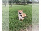 Shiba Inu PUPPY FOR SALE ADN-814809 - Stella