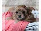 Shiranian PUPPY FOR SALE ADN-814821 - Shiranian