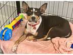 Adopt Mae a Basenji, Boston Terrier