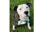 Adopt Gloria a Pit Bull Terrier, Mixed Breed