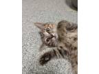 Adopt Cecelia a Domestic Short Hair