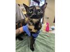 Adopt Miracle a Domestic Short Hair