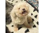 Adopt Helene (and Suzanne!) a Bichon Frise