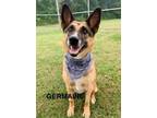 Adopt Germaine a German Shepherd Dog