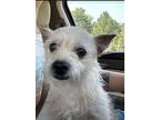 Duran In Tx, Terrier (unknown Type, Medium) For Adoption In Cranston