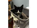 Sparkie, Domestic Shorthair For Adoption In Milltown, New Jersey
