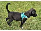 Puppy Juniper, Labrador Retriever For Adoption In Franklin, Tennessee