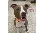 Matilda, American Pit Bull Terrier For Adoption In Golden, Colorado