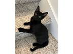 Bagheera, Domestic Shorthair For Adoption In Hoover, Alabama