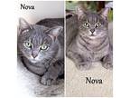 Nova 2, Domestic Shorthair For Adoption In Hoover, Alabama