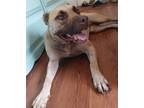 Adopt Cookie a Black Mouth Cur