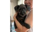 Adopt Daisy a Terrier