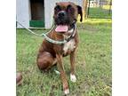 Adopt Amara a Boxer