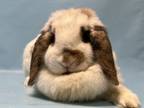 Adopt Rory a Bunny Rabbit