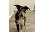 Adopt Rockette a Australian Shepherd