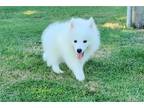 Samoyed Puppy for sale in Fort Worth, TX, USA