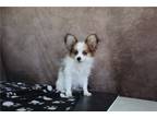 Papillon Puppy for sale in Fort Wayne, IN, USA