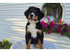 Bernese Mountain Dog Puppy for sale in Fort Wayne, IN, USA