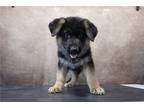 German Shepherd Dog Puppy for sale in Fort Wayne, IN, USA