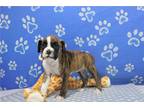 Boxer Puppy for sale in Fort Wayne, IN, USA