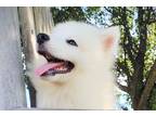 Samoyed Puppy for sale in Fort Worth, TX, USA