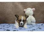 Papillon Puppy for sale in Fort Wayne, IN, USA