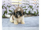 Shih Tzu PUPPY FOR SALE ADN-814978 - Beautiful Litter of Shih Tzu Puppies
